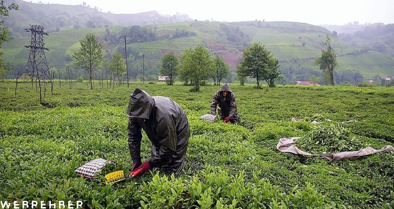 Zirai don çayı da vurdu: Rekoltede kayıp yaşandı