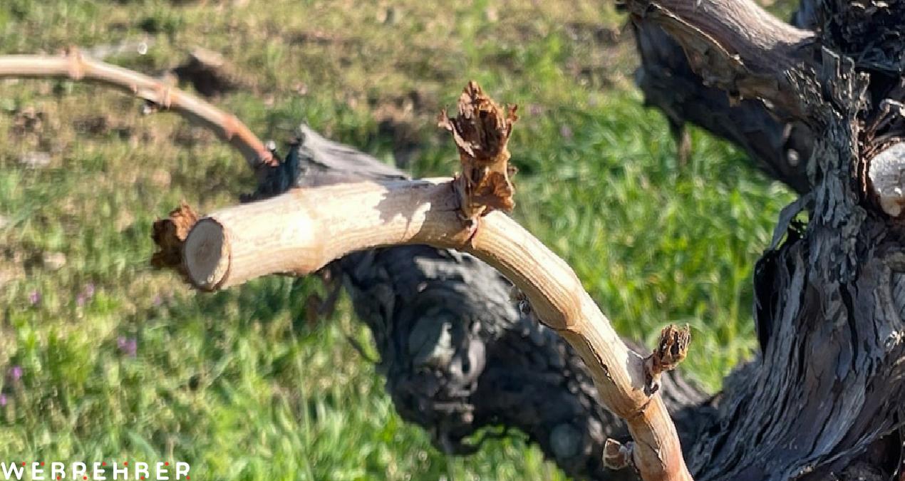 Zirai don Elazığ’da üzüm üreticisini de vurdu: Yüzde 80 kayıp var!