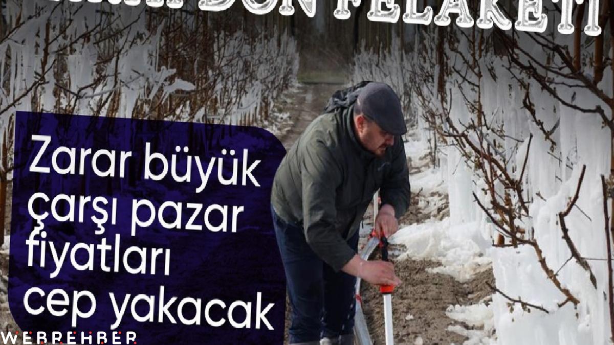 Zirai don felaketinin boyutları büyüdü! Fiyatlara yansıması bekleniyor
