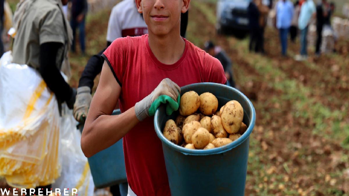Adana’da patates hasadı başladı
