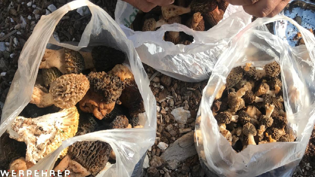 Antalya’da kuzugöbeği mantarı zamanı