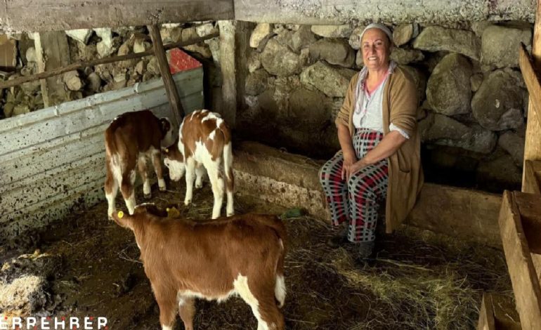 Artvin’de inek dördüz doğurdu, aile sevinç yaşadı