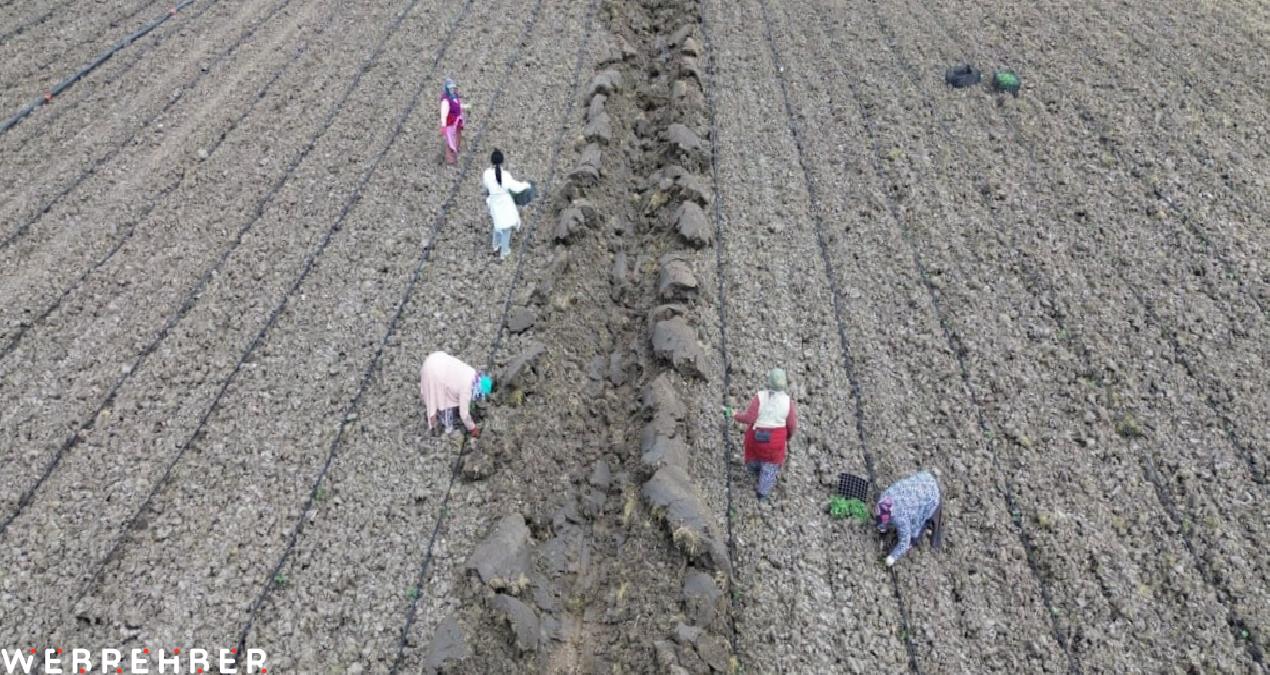 Bafra Ovası’nda karpuz ve kavun ekimi gecikmeli başladı