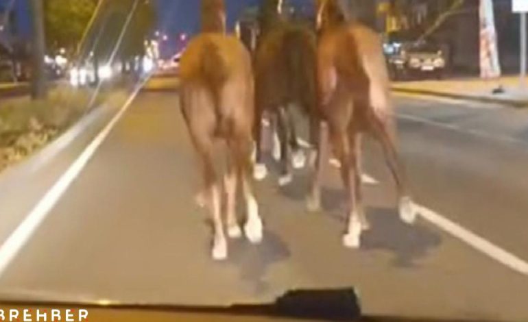 Bir dönem Türkiye’nin en zengin iş adamıydı, dün gece de çiftlikteki atları kaçtı