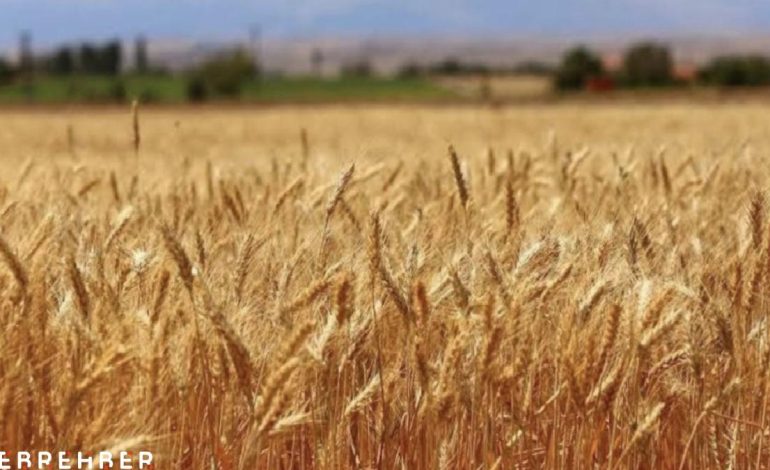 Buğdayda 19 milyon ton rekolte bekleniyor