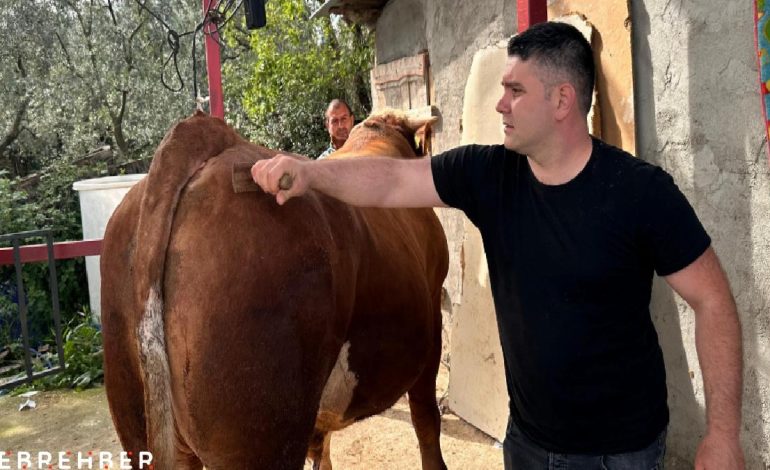 Bursa’da 1 tonluk danası için 380 bin lira istiyor
