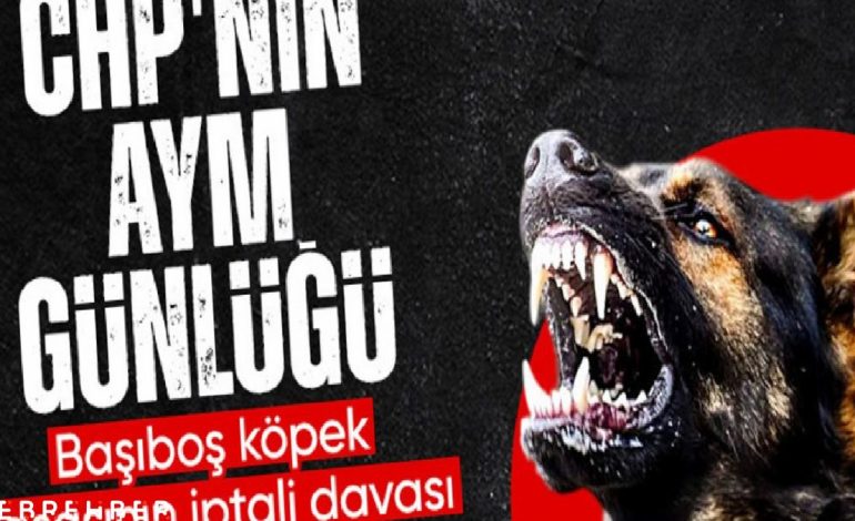 CHP başvurmuştu: AYM başıboş köpek yasasını esastan inceleyecek