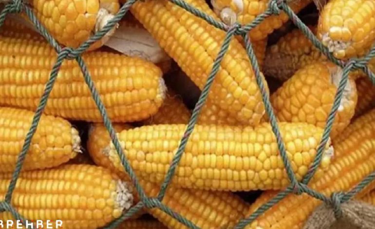 Çiftçi mısırını hasat ederken 1 milyon tonluk ithalat yapılacak