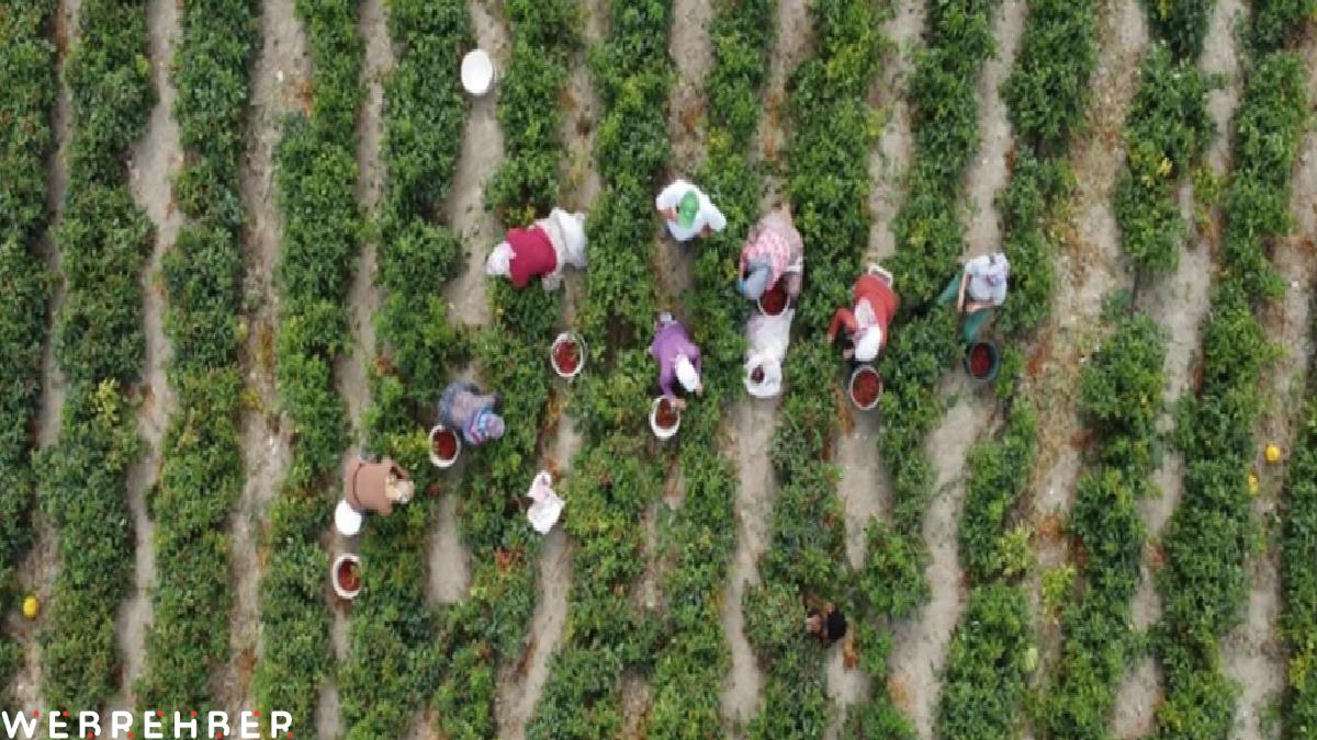 Çiftçilere 3,1 milyar lira destek ödemesi bugün yapılıyor