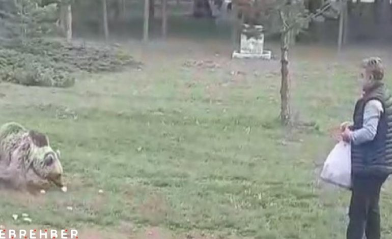 Erzincan’da Çemşit adını verdiği bozayıyı eliyle besledi