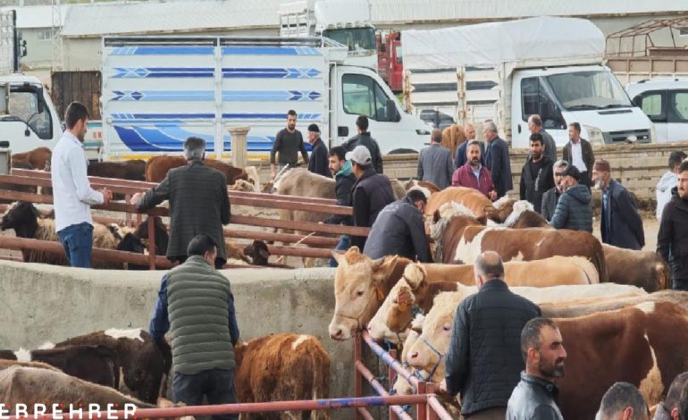 Erzurum’da kurbanlıklar görücüye çıktı