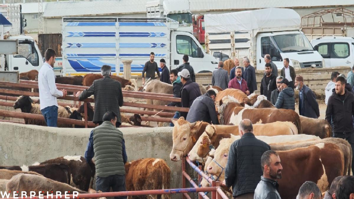 Erzurum’da kurbanlıklar görücüye çıktı