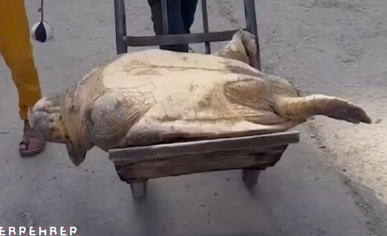 Gazze’de açlıkla savaşan insanlar, deniz kaplumbağası yiyor