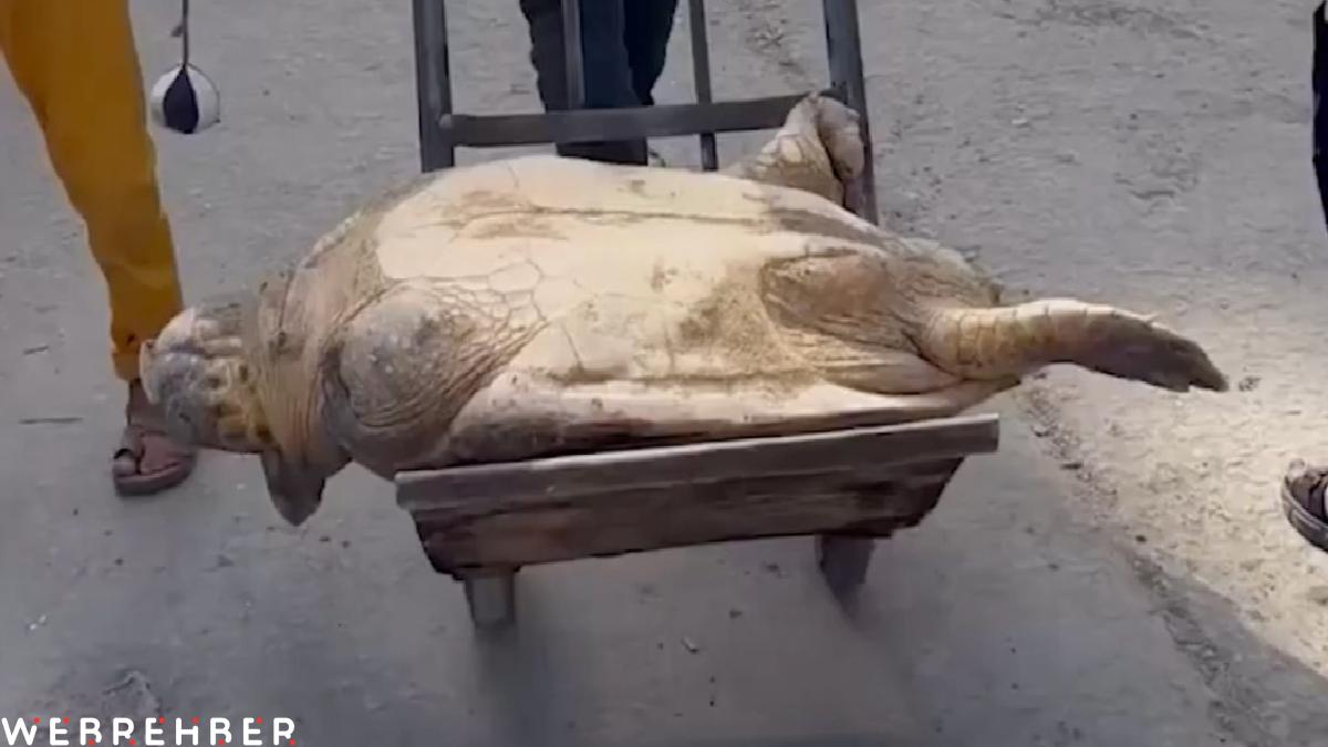 Gazze’de açlıkla savaşan insanlar, deniz kaplumbağası yiyor