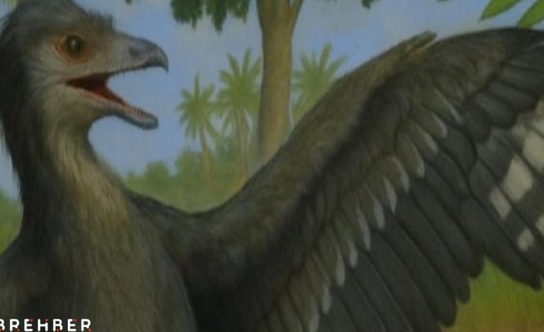 Güvercin büyüklüğündeki dinozorun sırrı çözülüyor