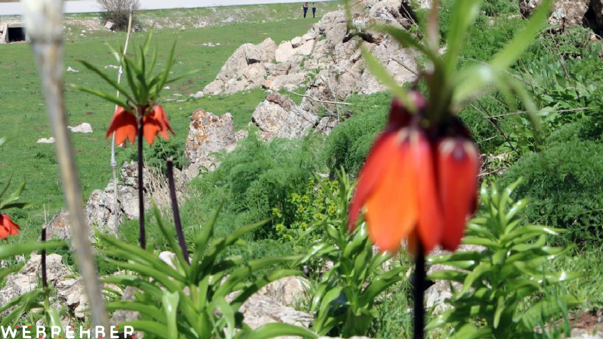 Hakkari’de ters laleleri jandarma ekipleri koruyor