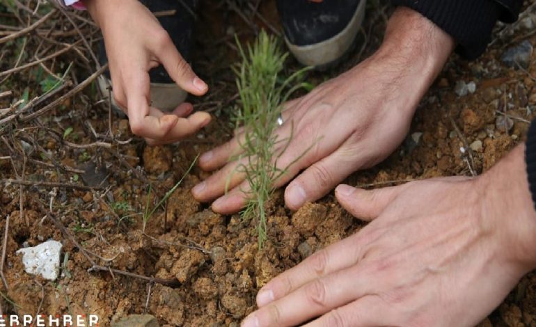 İHH yetimler için 160 bin fidan dikti