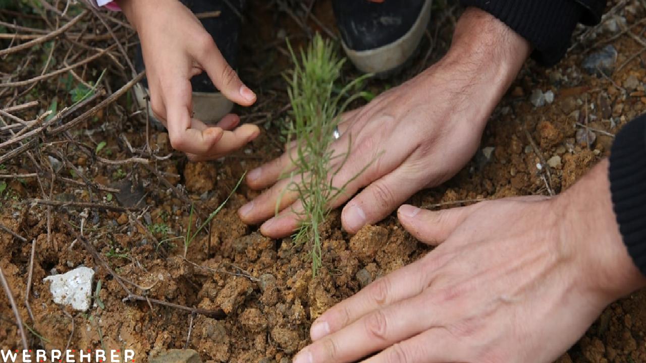 İHH yetimler için 160 bin fidan dikti