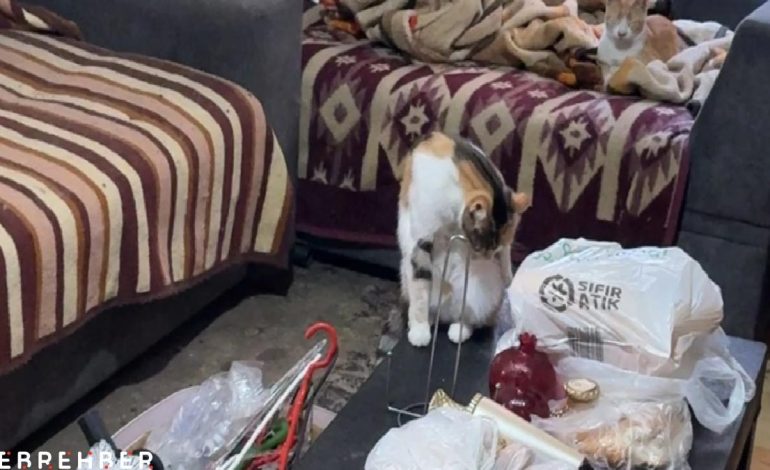 İstanbul’da ‘çöp ev’ ihbarı: Kötü kokunun nedeni kediler çıktı