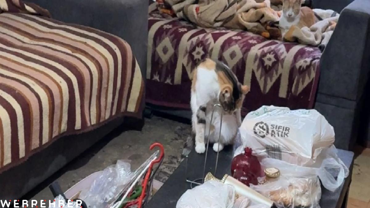 İstanbul’da ‘çöp ev’ ihbarı: Kötü kokunun nedeni kediler çıktı