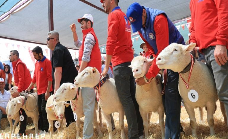 Kayseri’de 11 ilden gelen koyunlar podyuma çıktı