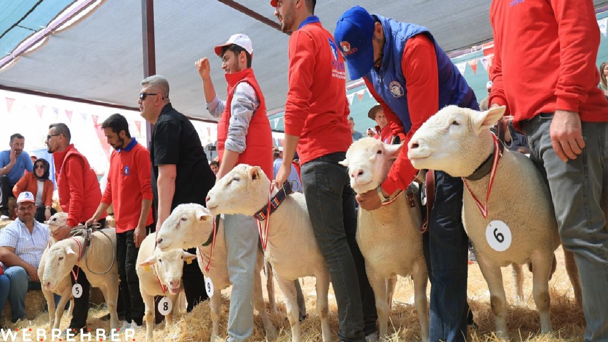 Kayseri’de 11 ilden gelen koyunlar podyuma çıktı