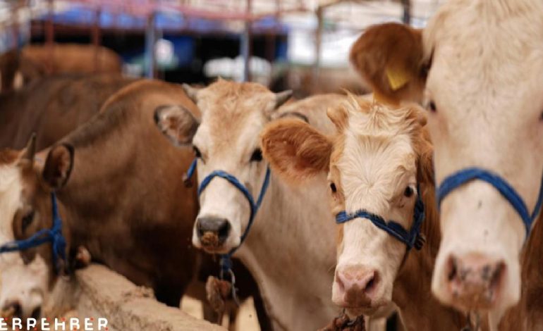 Kurban Bayramı öncesi hastalık ve kesimlere ilişkin tedbirler alındı
