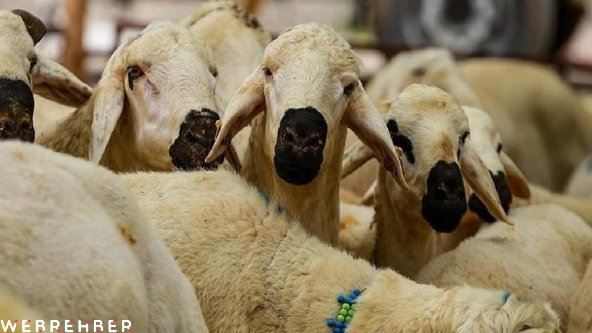 Kurban Hizmetlerinin Uygulanmasına Dair Tebliğ, Resmi Gazete’de