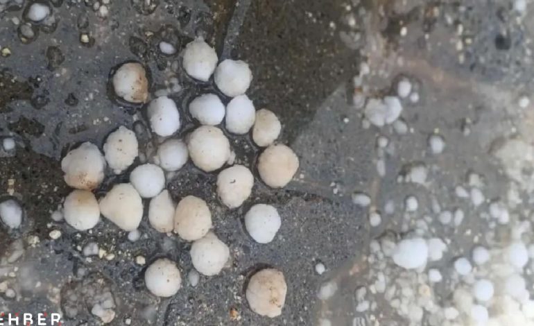 Mardin’de Dolu Yağışı Tarımı Vurdu