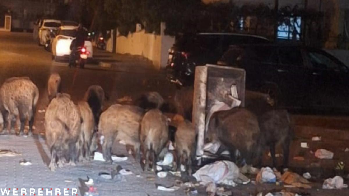 Marmaris’te çöpler toplanmıyor, yaban domuzları sokakları işgal etti