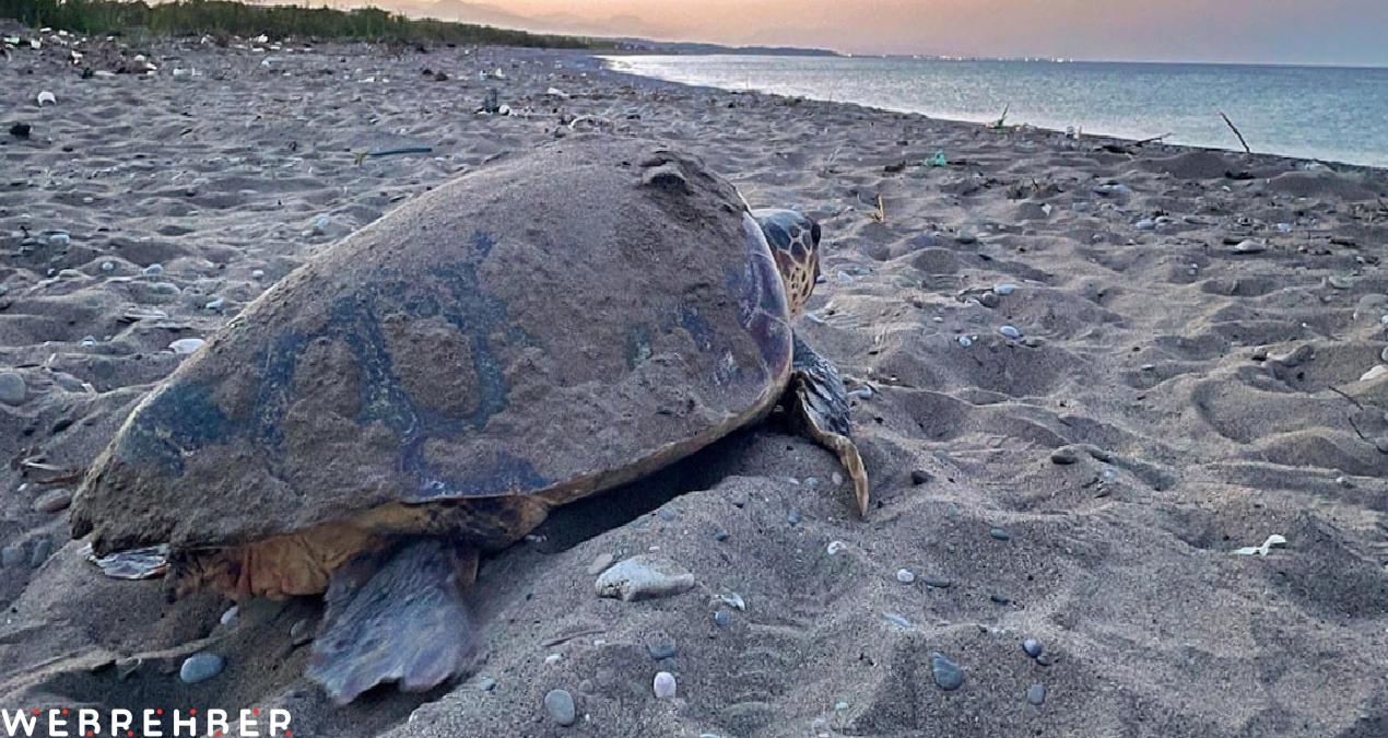 Mucize başladı: Caretta carettalardan ilk yuva