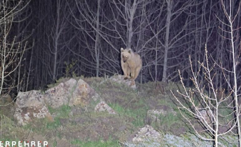 Nemrut’un eşsiz maskotları kış uykusundan uyandı