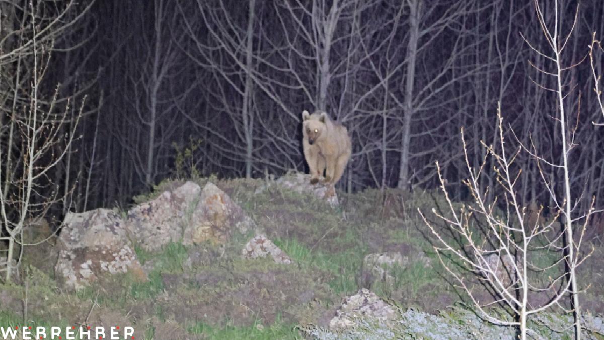 Nemrut’un eşsiz maskotları kış uykusundan uyandı