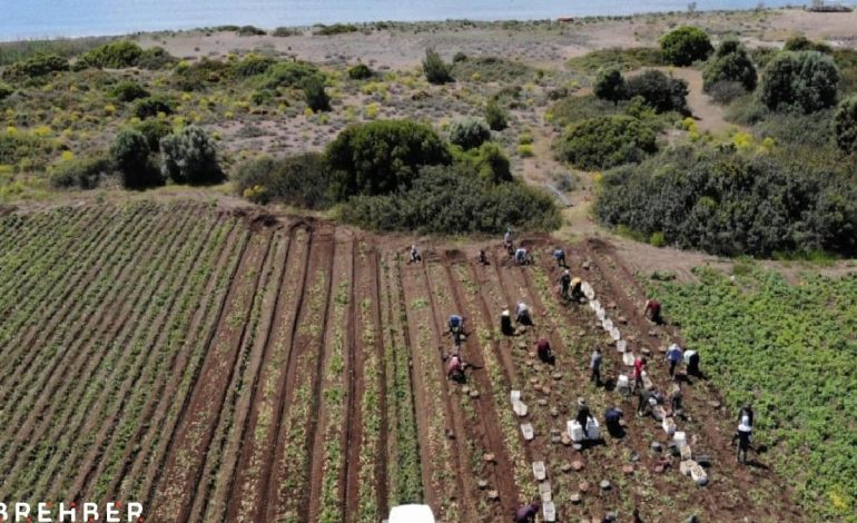 Patates hasadı başladı: Ülkenin dört bir yanına gönderiliyor