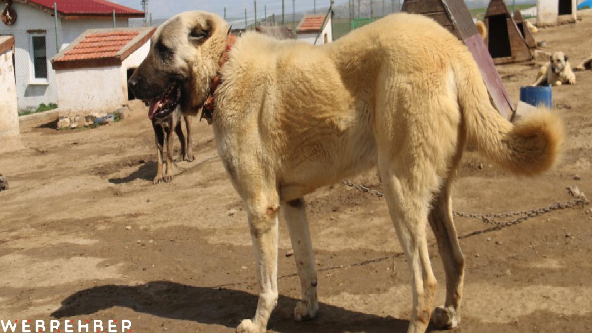 Sivas’ta kurt popülasyonundaki artış Kangal köpeğine talebi arttırdı