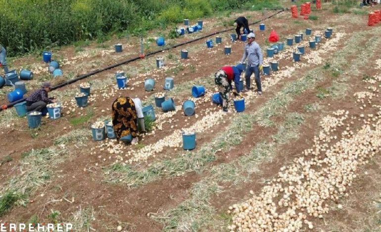 Soğan hasadı başladı, fiyatı düştü