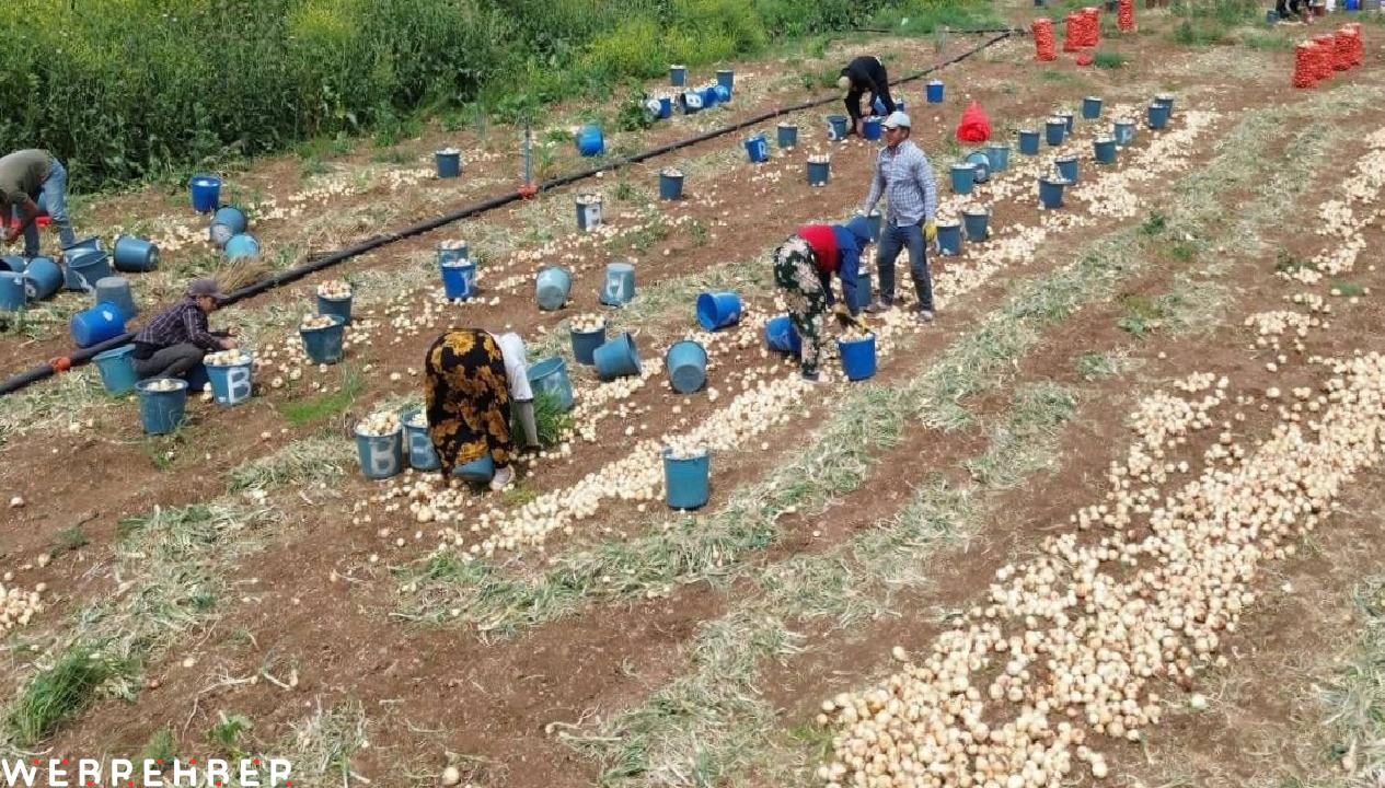 Soğan hasadı başladı, fiyatı düştü