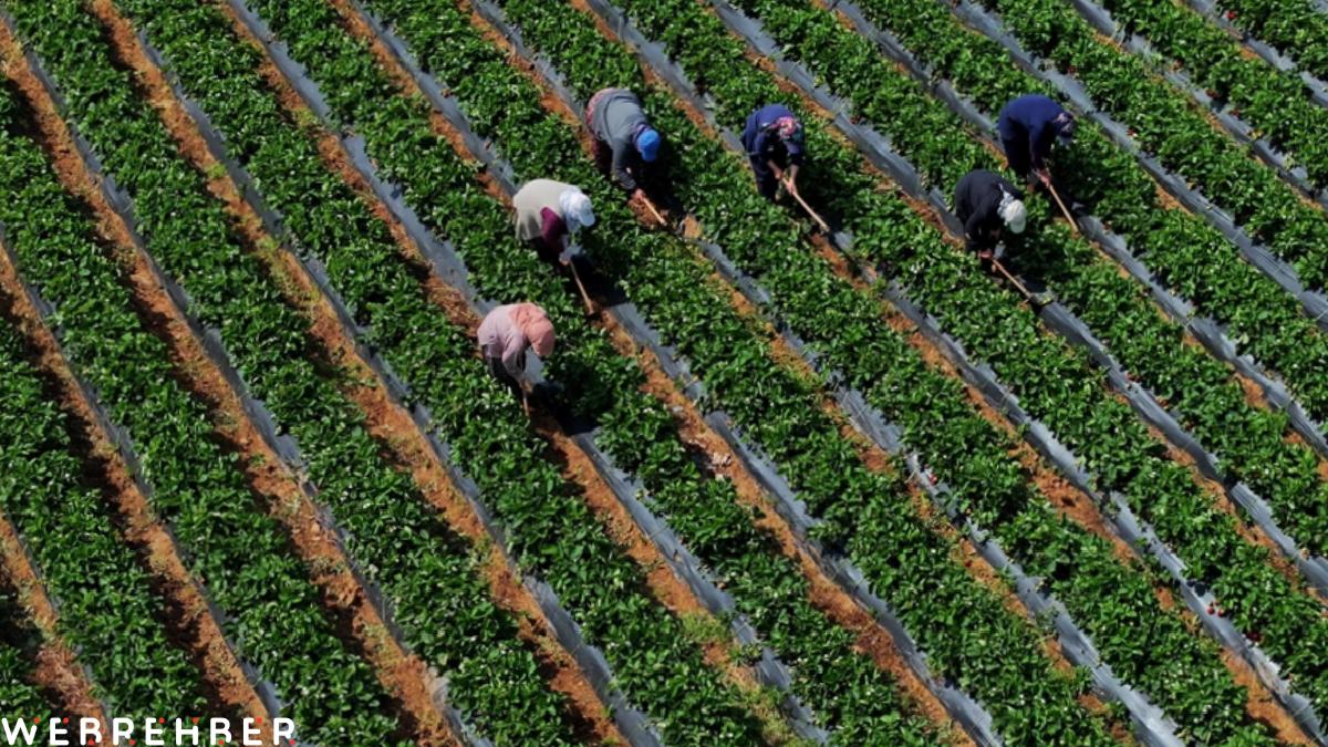Tarımsal girdi fiyat endeksi martta artışına devam etti