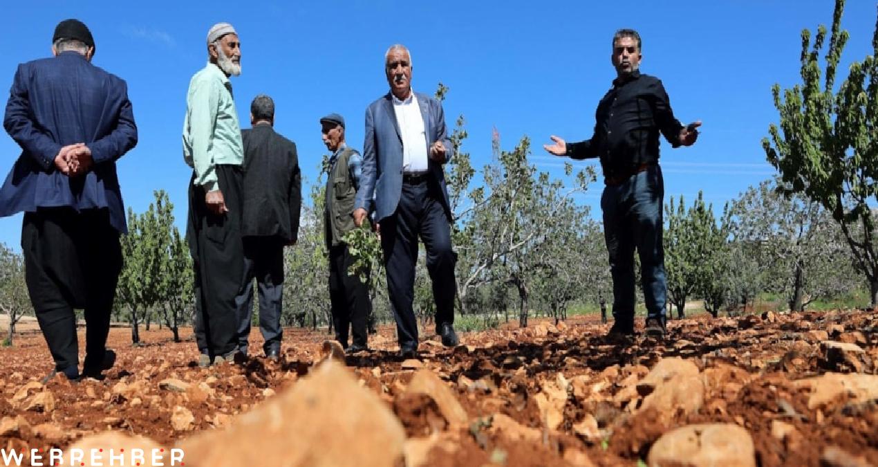 Tarlaya giren çiftçi eyvah dedi: 3 yıl boyunca hasat yapamayacaklar