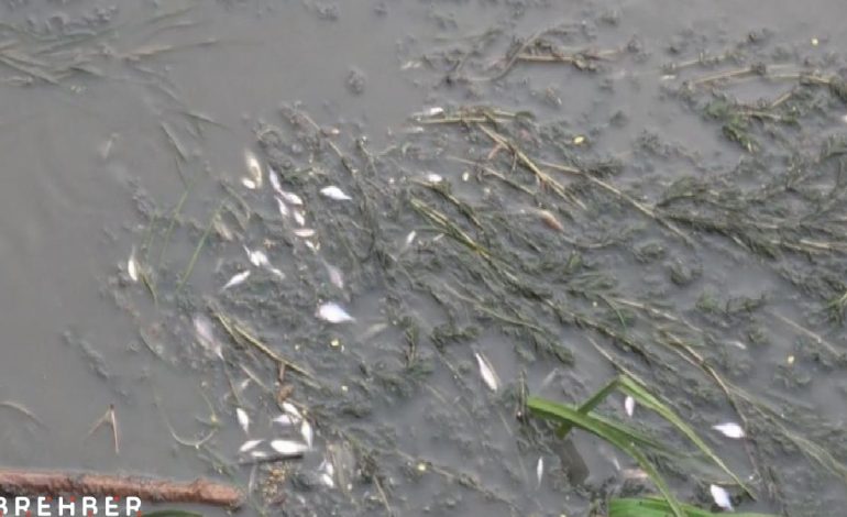 Yeşilırmak Nehri’nde toplu balık ölümleri