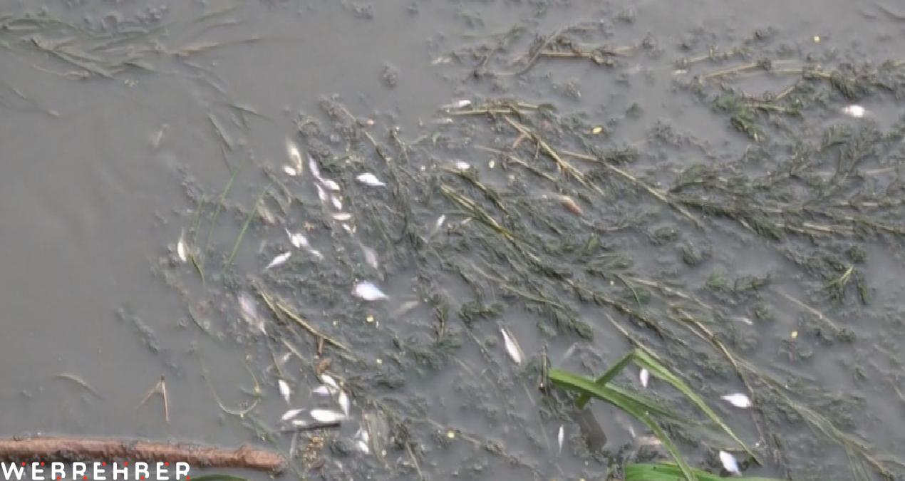 Yeşilırmak Nehri’nde toplu balık ölümleri