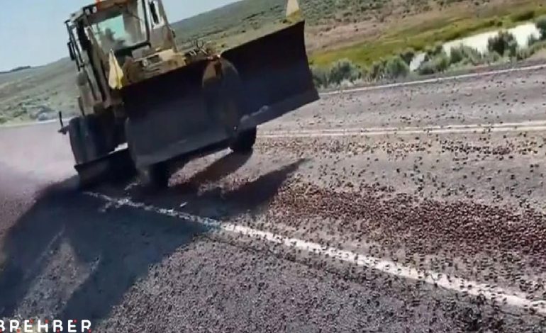 Yollarda, çitlerde, duvarlarda görüldüler: Halk onlara ‘kıyametvari’ diyor